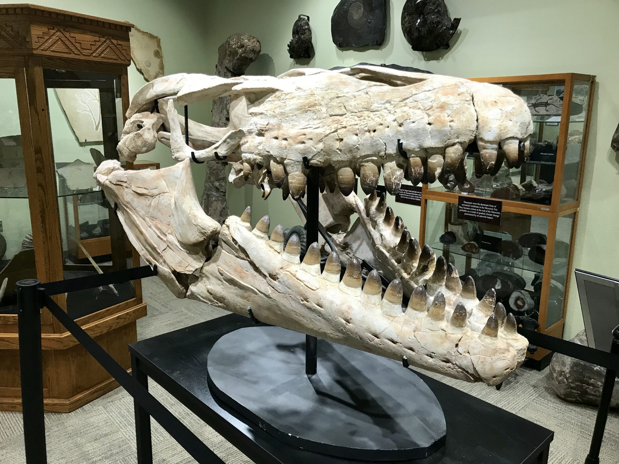 mosasaurus-skull