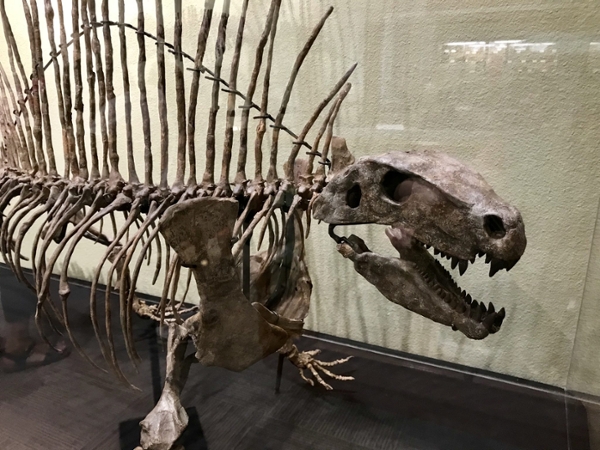 zoli-dimetrodon-skull.jpg
